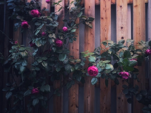 rose-flower-pink-plant-spring 图片素材