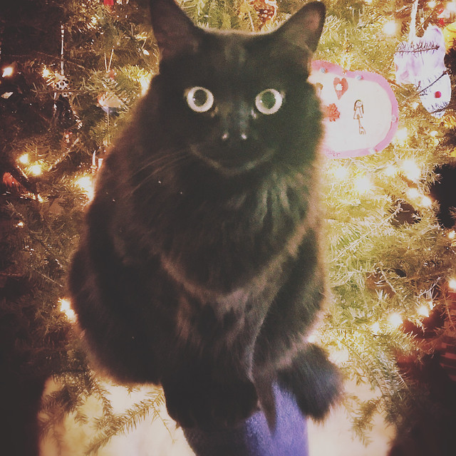 cat-near-christmas-tree picture material