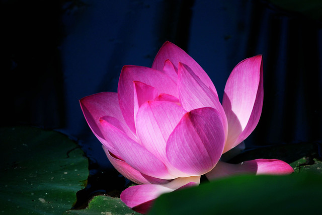 lotus-pool-flower-lily-aquatic 图片素材
