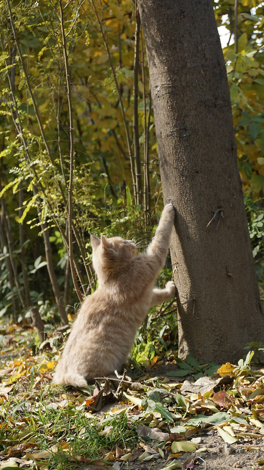 tree-nature-no-person-wood-cat 图片素材