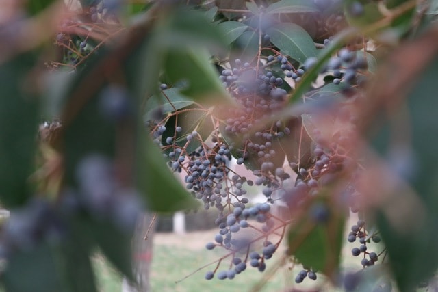 leaf-flora-tree-nature-flower 图片素材