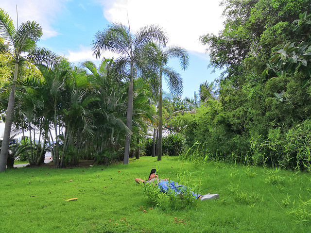 tropical-tree-palm-travel-recreation 图片素材