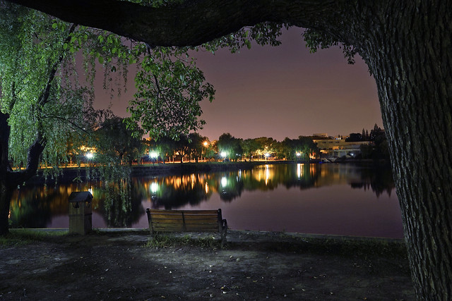 tree-water-no-person-reflection-lake 图片素材