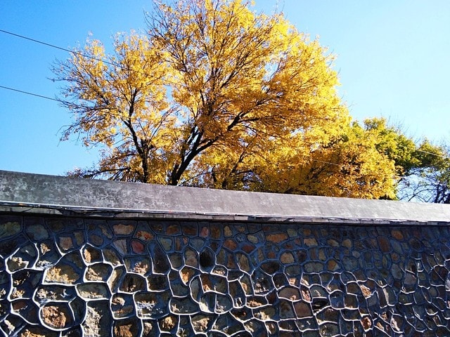 tree-sky-wall-house-old 图片素材