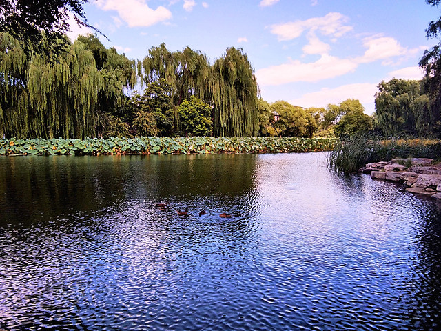 water-reflection-nature-lake-tree picture material