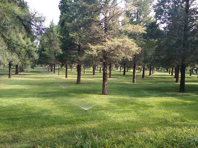 tree-landscape-grass-park-nature 图片素材