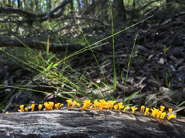 nature-wood-flora-outdoors-leaf 图片素材
