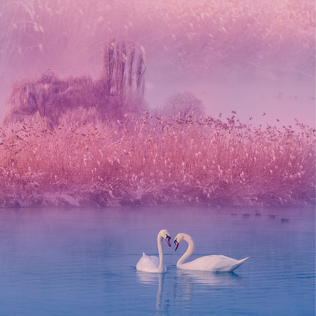 water-bird-swan-dawn-lake picture material