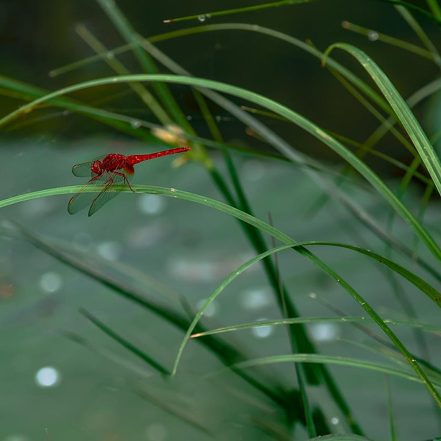 insect-flower-nature-grass-garden 图片素材