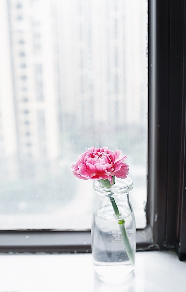 flower-pink-cut-flowers-plant-floral-design 图片素材