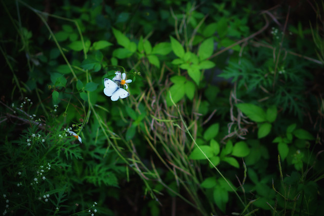 flower-nature-leaf-no-person-garden picture material