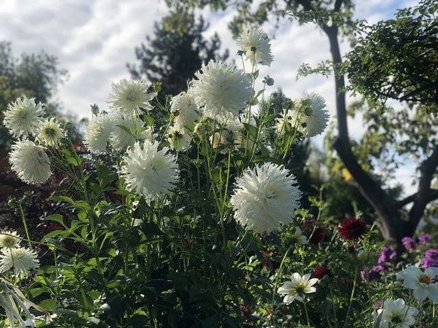 flower-flora-garden-grass-tree 图片素材