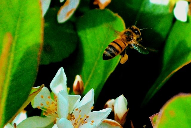 wasp-flight-white-flower-bee-pollen 图片素材