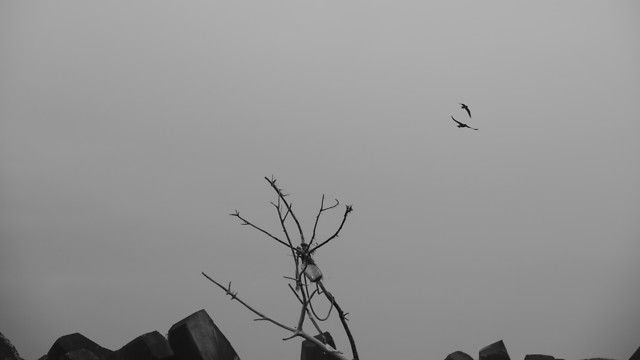 bird-sky-silhouette-black-black-and-white 图片素材