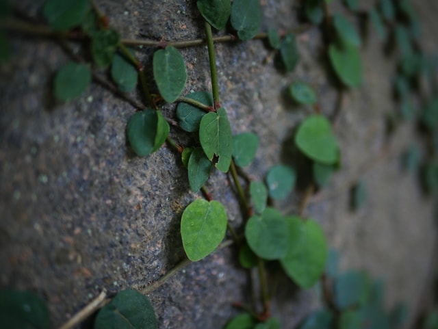 leaf-flora-tree-nature-growth 图片素材