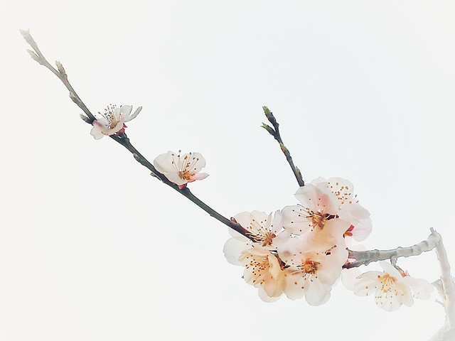 nature-flower-no-person-cherry-branch 图片素材