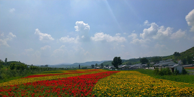 flower-no-person-landscape-agriculture-nature 图片素材
