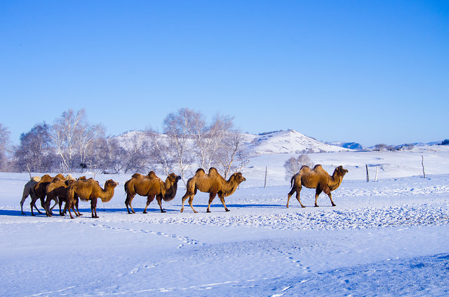 snow-winter-cold-no-person-frost 图片素材