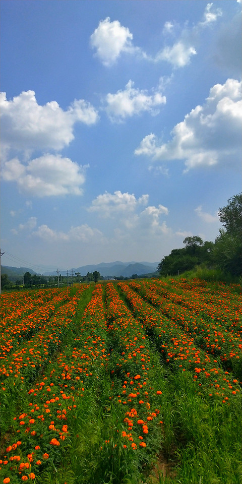 no-person-landscape-flower-sky-nature 图片素材