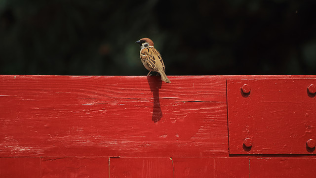 bird-red-wood-no-person-nature 图片素材