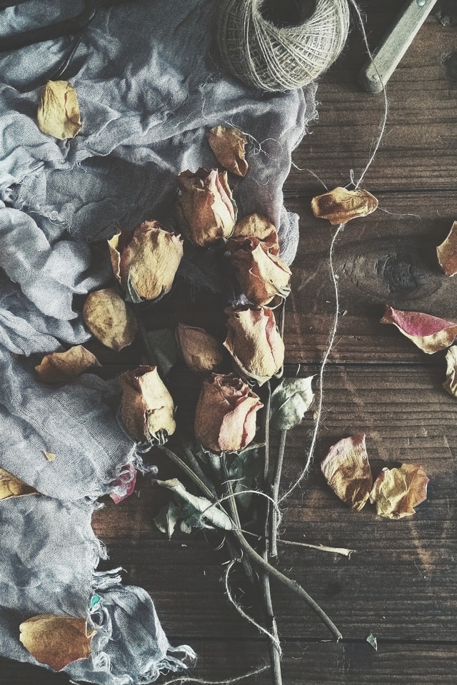 leaf-still-life-painting-still-life-photography-plant 图片素材