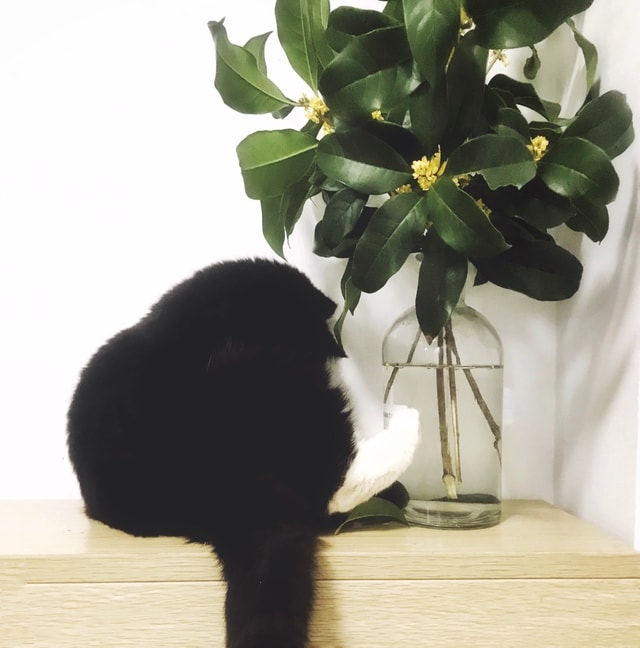 flower-cat-no-person-nature-leaf 图片素材