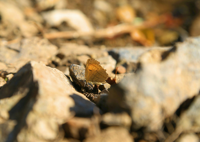 nature-outdoors-no-person-insect-little 图片素材