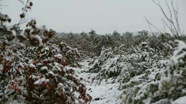 winter-snow-season-frost-nature 图片素材