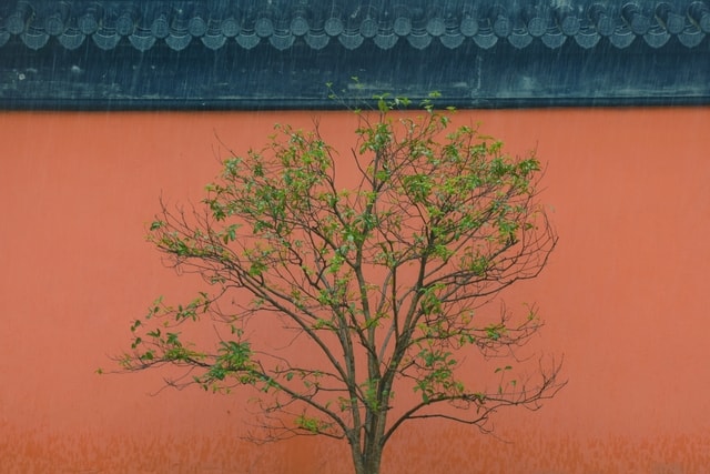 green-tree-leaf-orange-plant 图片素材