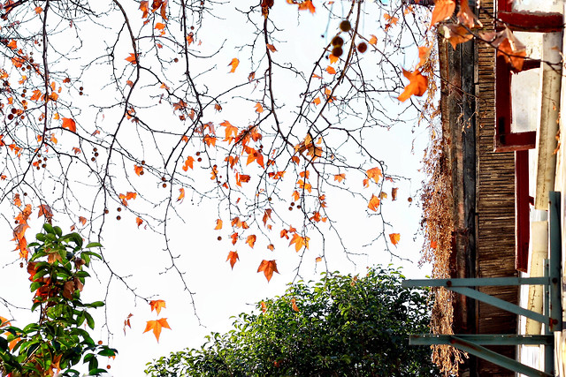 leaf-tree-fall-branch-wood 图片素材