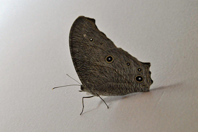 butterfly-on-the-wall 图片素材