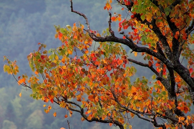 autumn-rhyme picture material