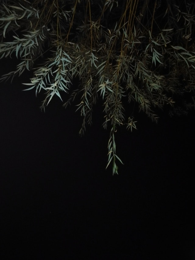 willow-leaves 图片素材