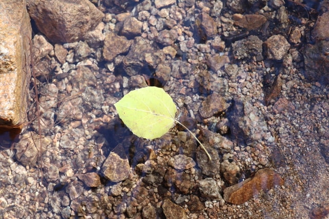 rock-leaf-soil-stone-nature 图片素材