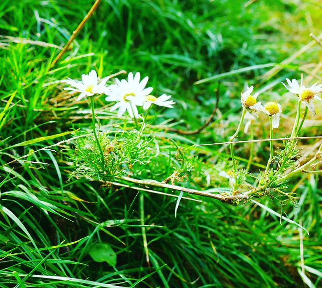 grass-nature-hayfield-summer-flower 图片素材