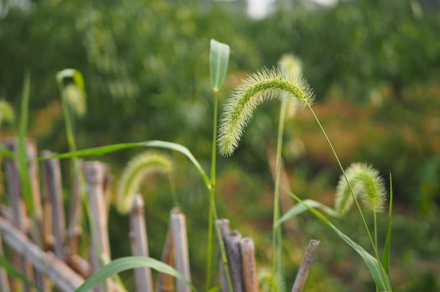 plant-vegetation-flora-grass-grass-family 图片素材