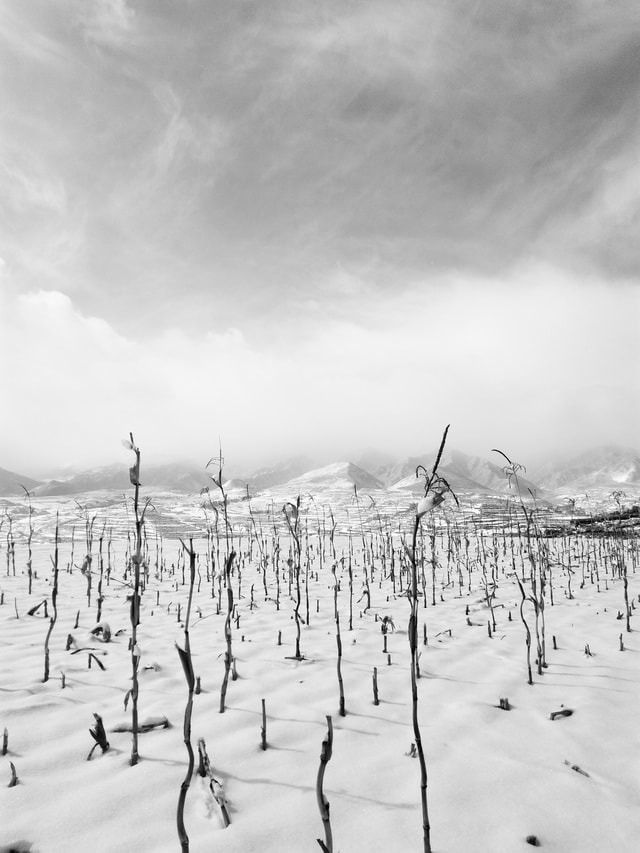 black-and-white-cornfield-white-black-and-white-sky-monochrome-photography picture material