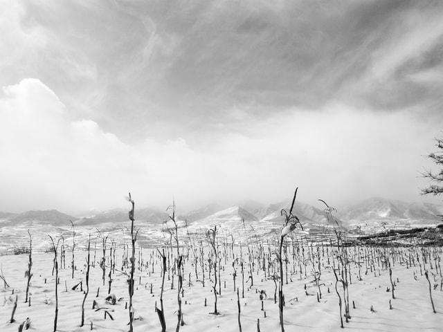 black-and-white-cornfield-white-sky-nature-black-and-white 图片素材