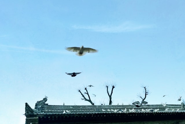 mobile-photography-sky-wing-cloud-bird picture material