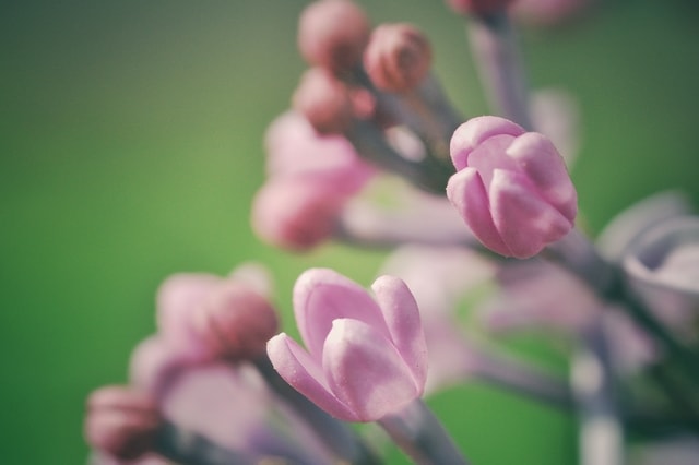 lilac-flower-flowering-plant-flower-pink-petal picture material