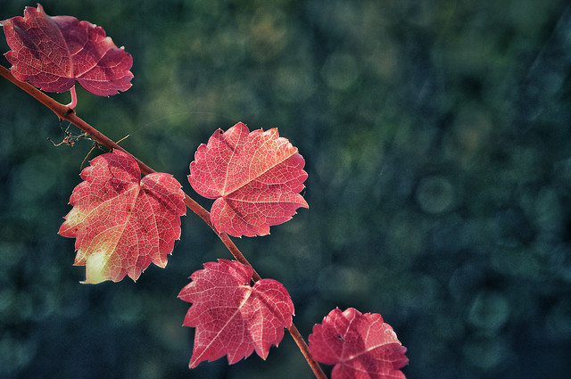 leaf-flora-branch-flower-tree 图片素材