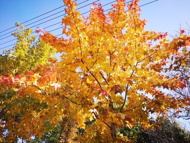 tree-leaf-branch-fall-maple picture material