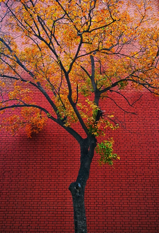tree-nature-leaf-branch-trunk 图片素材