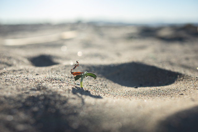 sand-sea-landscape-seaside-beach 图片素材