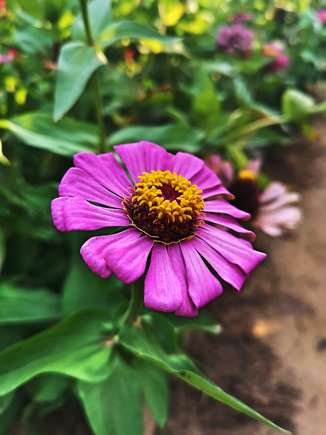 百日菊 图片素材