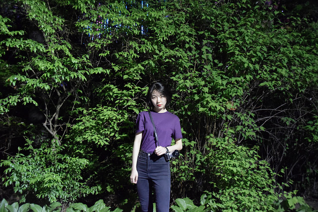 wood-nature-outdoors-leaf-green picture material