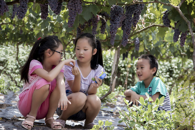 child-outdoors-girl-nature-summer 图片素材