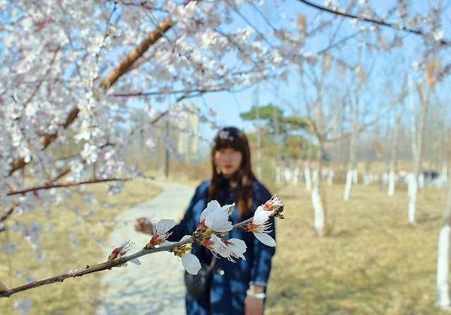 tree-girl-park-flower-plant 图片素材