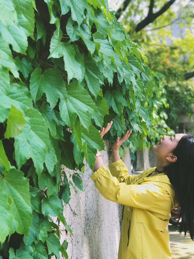 leaf-nature-outdoors-plant-flora picture material