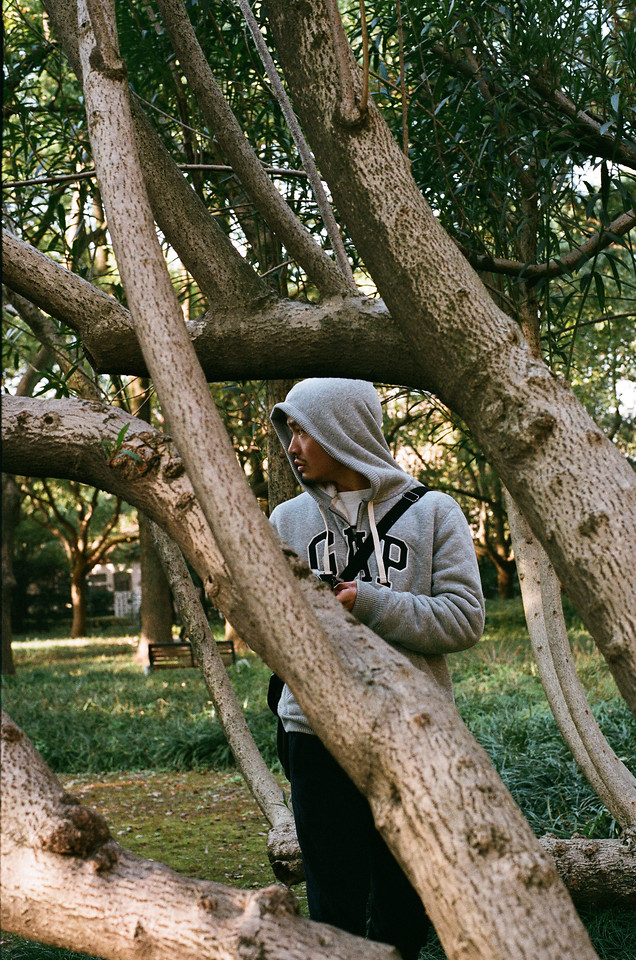 tree-wood-nature-outdoors-park picture material